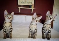 Preciosos gatitos Savannah En venta... CLASIFICADOS Buenanuncios.es
