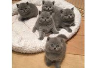 British shorthair kittens... CLASIFICADOS Buenanuncios.es