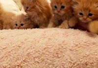 Gatos persas... CLASIFICADOS Buenanuncios.es