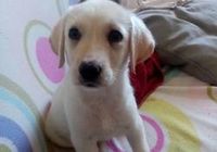 Labrador hembra cachorro... CLASIFICADOS Buenanuncios.es
