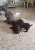 Cachorrita de perro de agua español... CLASIFICADOS Buenanuncios.es