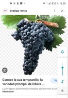 Venta de uva para hacer vino... CLASIFICADOS Buenanuncios.es