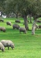 Se arrienda finca para montaneraCapacidad 3000 cerdos... ANUNCIOS Buenanuncios.es
