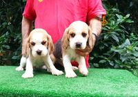 Beagles, bonitos cachorritos... ANUNCIOS Buenanuncios.es