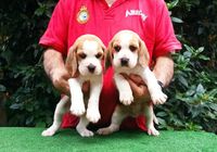 Cachorritos de beagles... ANUNCIOS Buenanuncios.es