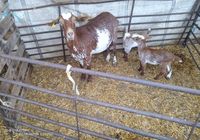 Se venden cabras paridas raza florida... ANUNCIOS Buenanuncios.es