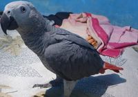 Lobo gris africano hembra de 2 años... ANUNCIOS Buenanuncios.es